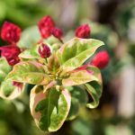 Bougainvillia, bloom red, leaves white green — Do you know how NEO staking works?