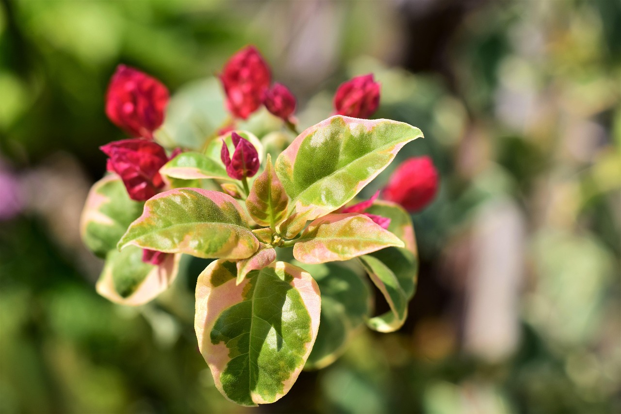 Bougainvillia, bloom red, leaves white green — Do you know how NEO staking works?