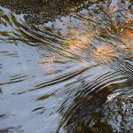 Water, nature, features — Essential Things You Need to Know About Being a Serial Entrepreneur