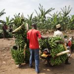 Uganda, transport, banana — What is Kinesis? And Why Go for Kinesis?