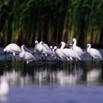 Birds, ornithology, spoon-bill — Why woodcraft is so much appreciated around the globe?