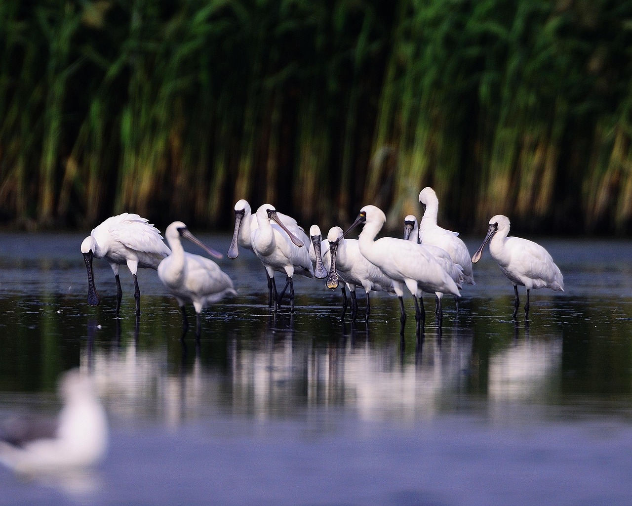 Birds, ornithology, spoon-bill — Why woodcraft is so much appreciated around the globe?